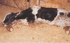 弱って立つことも出来ない仔牛が生きたまま粉砕機械で殺されました。