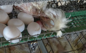 卵の横で死んでいる鶏