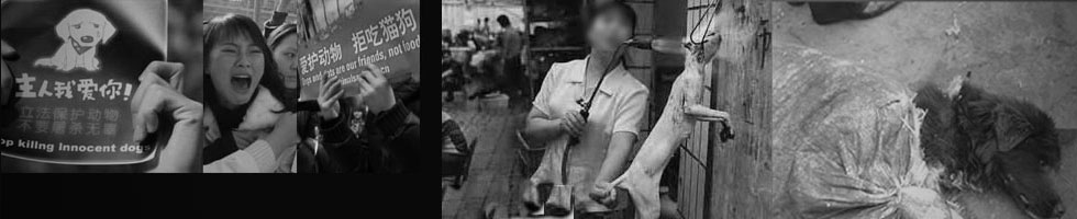 中国猫肉犬肉写真