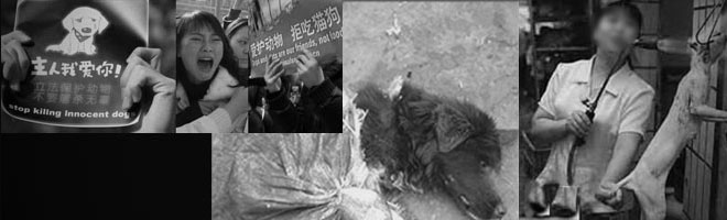 中国猫肉犬肉写真
