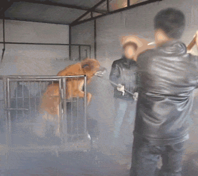 犬皮_PETAアジア動画