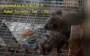 毛皮をはがれた動物の死体の山