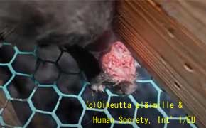 違法にも関わらず、政府は法で罰しようとはしない