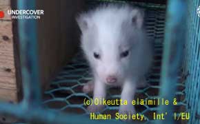 毛皮をはがされる猫