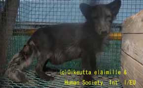 毛皮をはがれた動物の死体の山