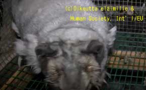 違法にも関わらず、政府は法で罰しようとはしない