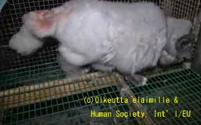 毛皮をはがされる猫