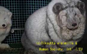 毛皮をはがれた動物の死体の山