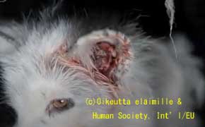 違法にも関わらず、政府は法で罰しようとはしない