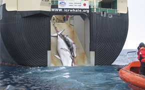捕鯨船「日新丸」に引きずり込まれたミンククジラの親子