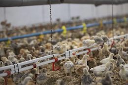 farmed Chicks