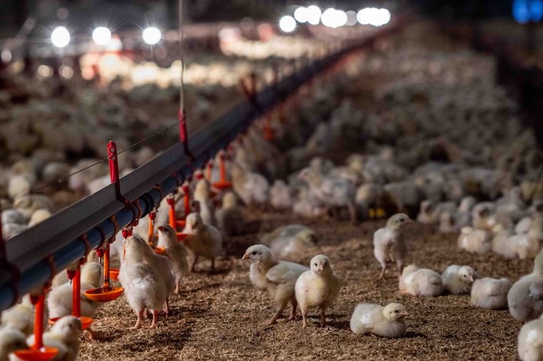 Chicken farm
