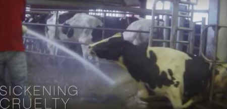 dairy farm cruelties