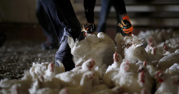 farmed Chicken