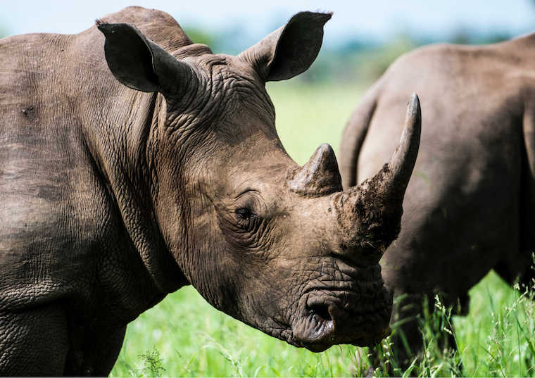 Gray Rhinos