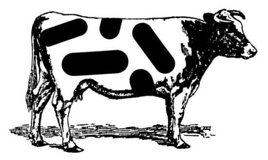 fh-cows