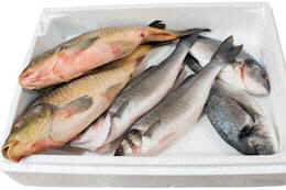 fish mercury omega