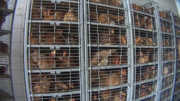 caged Chickens