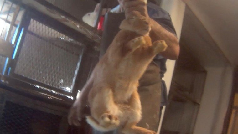 Rabbit slaughterhouse
