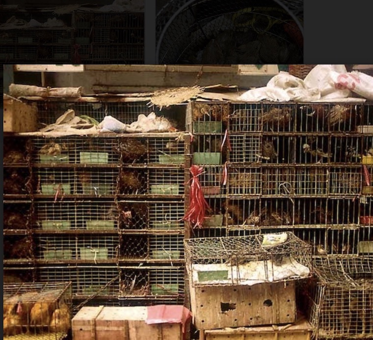 live animal market