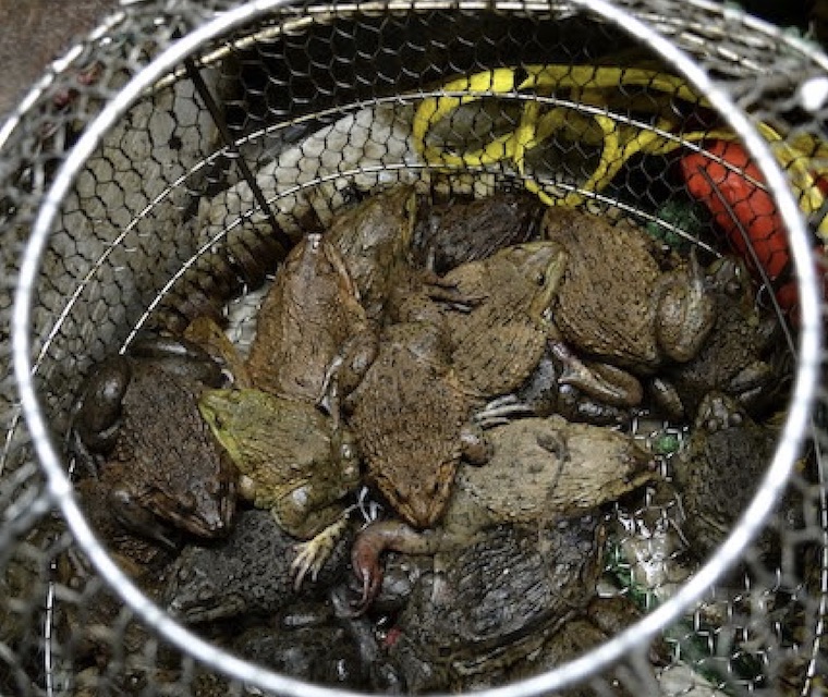 Frogs live market