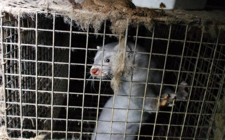 caged Mink
