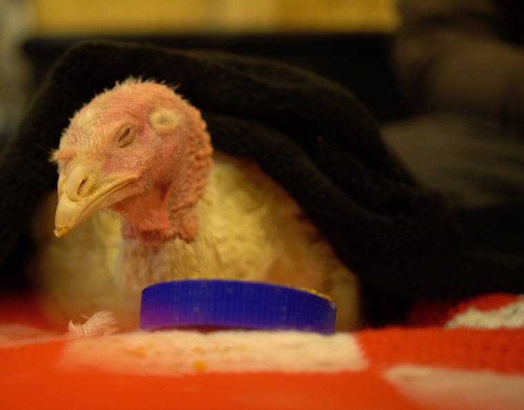 dying Poult