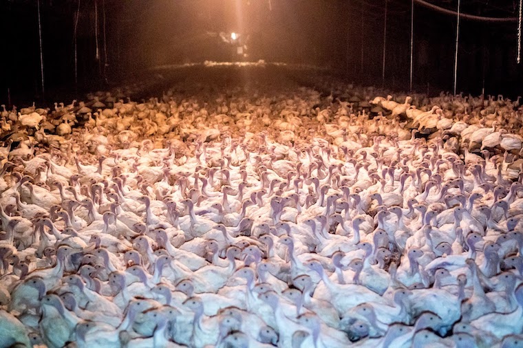 warehoused Turkeys
