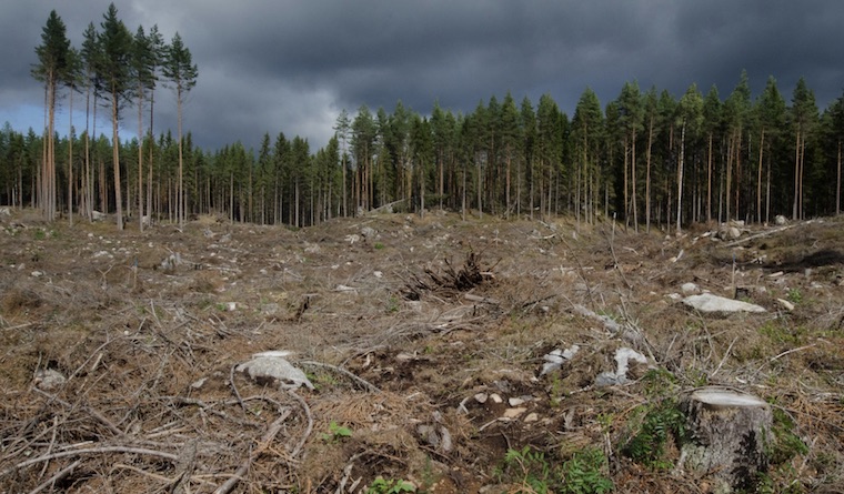 clearcut forest