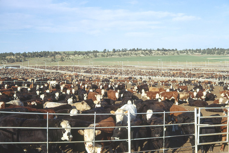 cattle coral