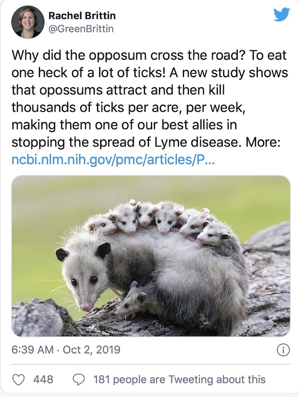 possums