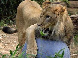 zoo Lion