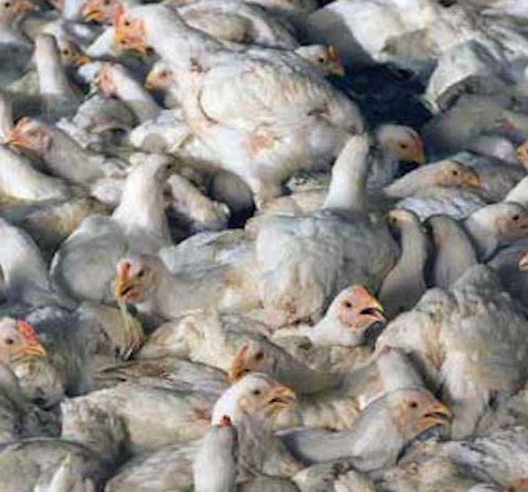 warehoused Chickens