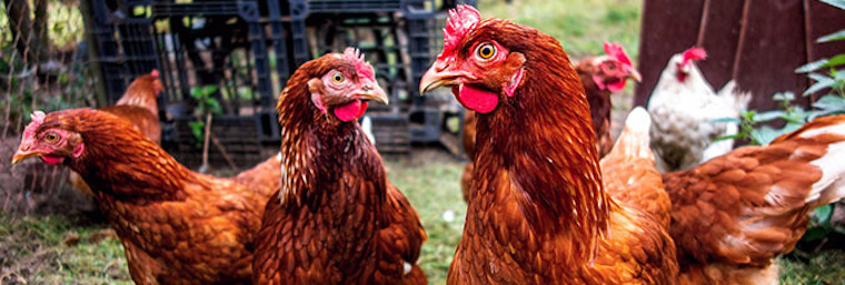 backyard Chicken flock