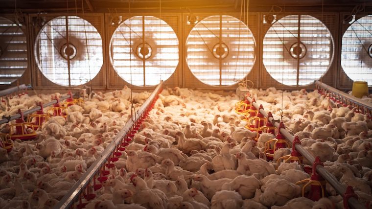 farmed Chickens
