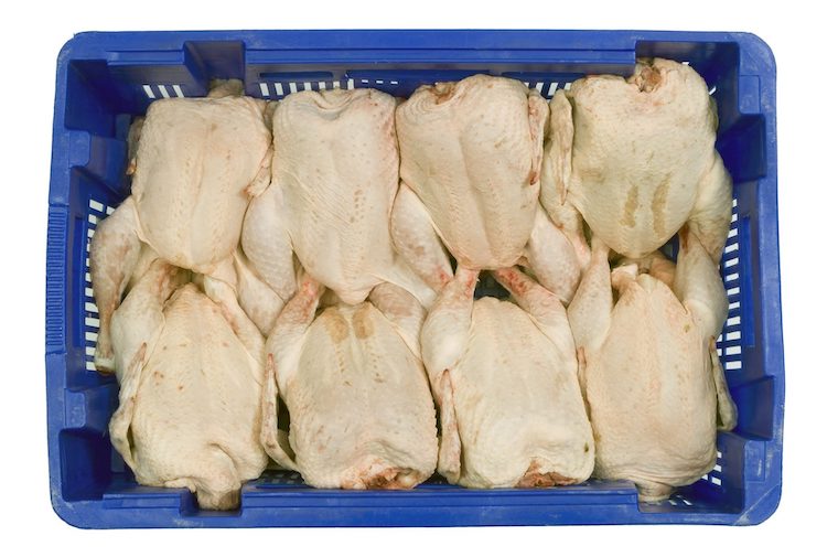 dead Chicken bodies
