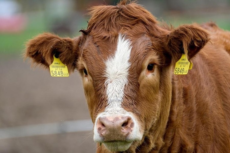 tagged Cow