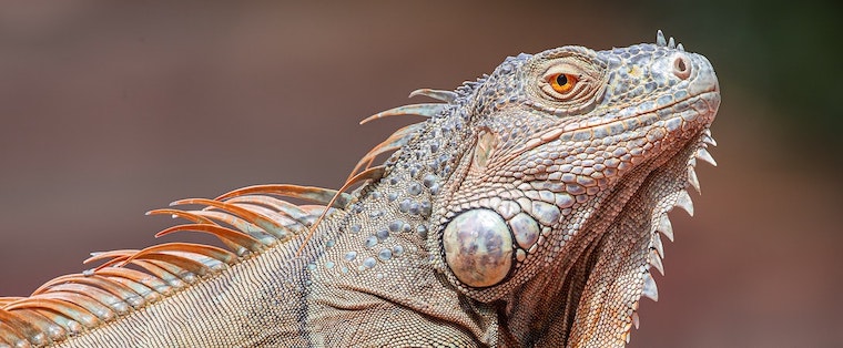 Iguana