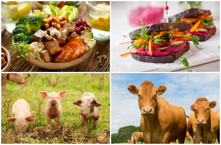 pigs, cows, and vegan food