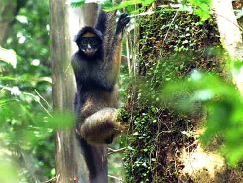 A spider monkey in the Amazon. [CREDIT: ANTHONY DI FIORE]