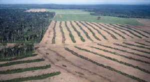Burning and clearing of land