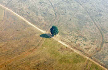 A single tree remains on land that was previously jungle in Mato Grosso state, Brazil. Photo / Reuters