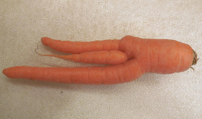 Carrot-20180201