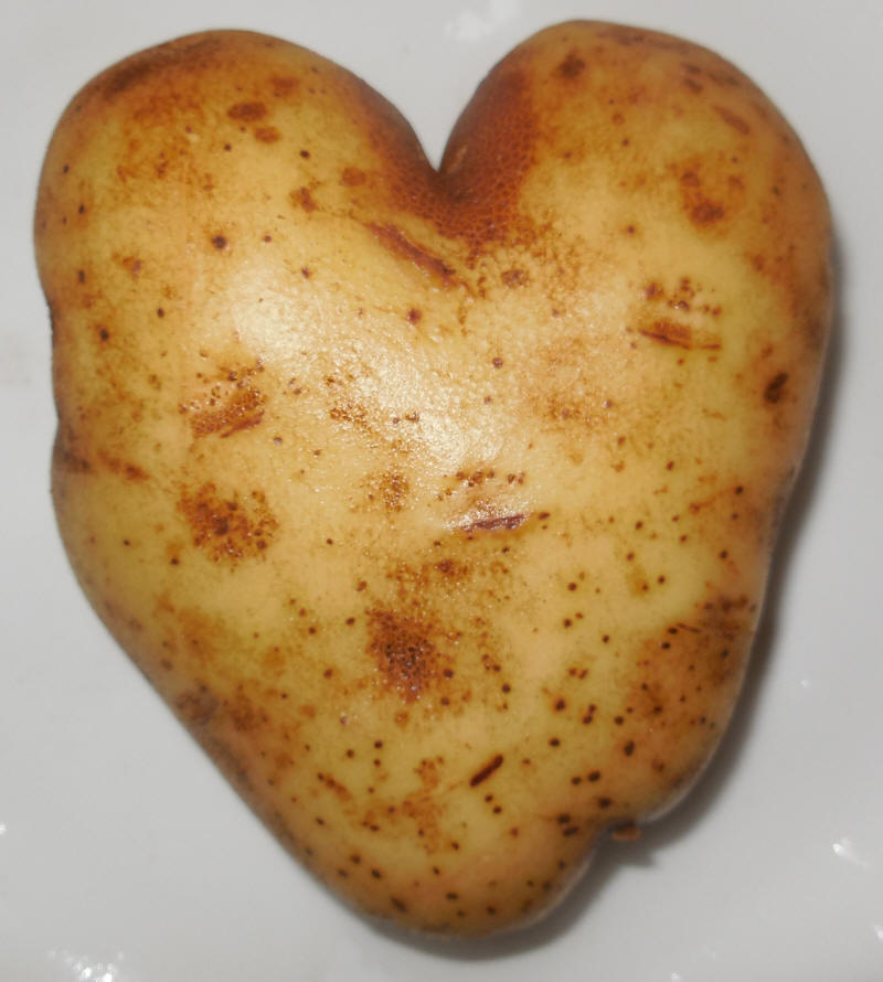 Potato-20201021
