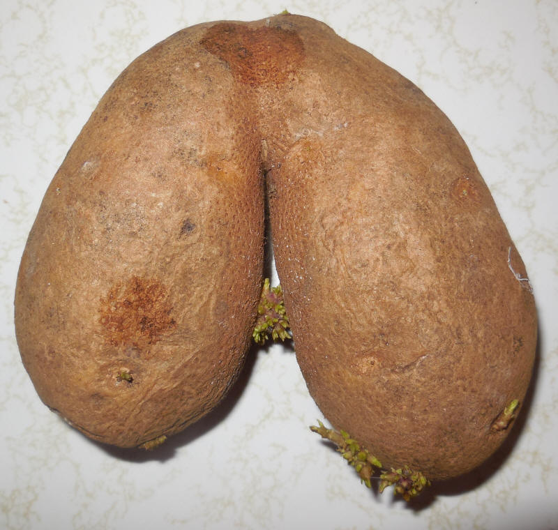 Potato-20210825