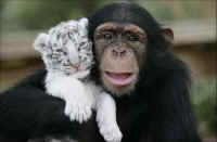 Momma Chimp and Tigers
