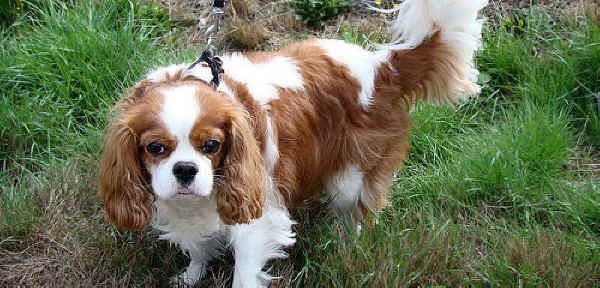 ../images/a-tdiv-divorce