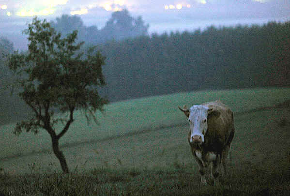 yvonne cow