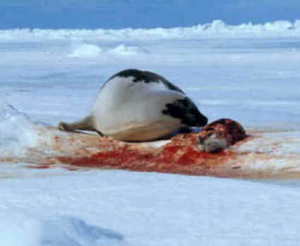 ../images/ar-foa-seals