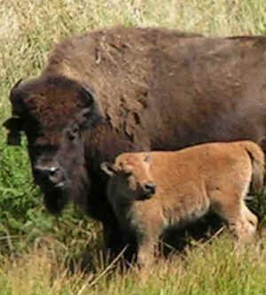 ../images/ar-ida-bison